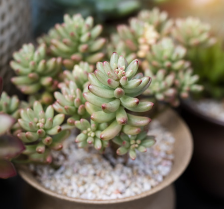 Miniature succulent plantsの写真素材