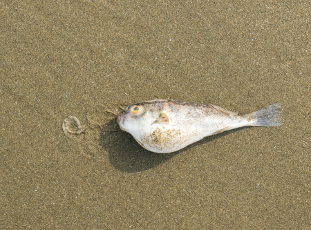 Dead fish on a seashore