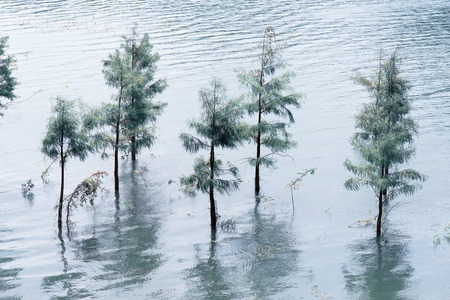 Spring landscape of forest and waterの写真素材