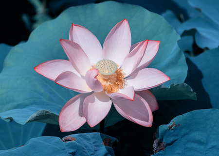 Lotus flower and Lotus leavesの写真素材