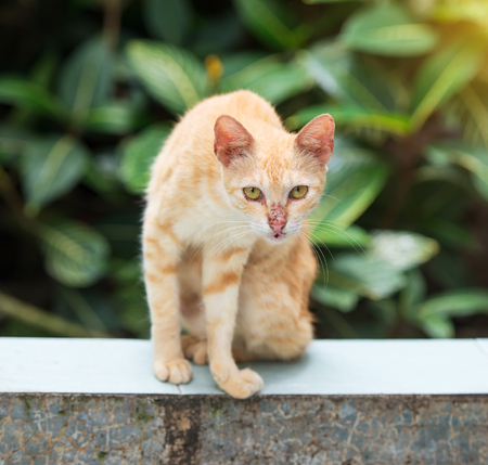 catの写真素材