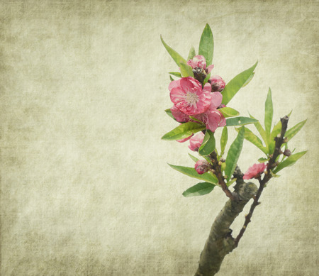 plum blossom on old antique vintage paper backgroundの写真素材