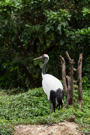 Red-Crowned craneの写真素材