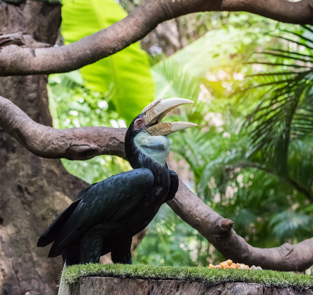 Great hornbill in rainforestの写真素材