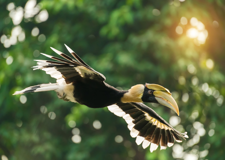 Great hornbill in rainforestの写真素材
