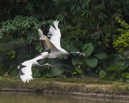 Red-Crowned crane in zooの写真素材