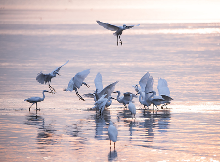 A group of White Egrets spread out for fishingの写真素材