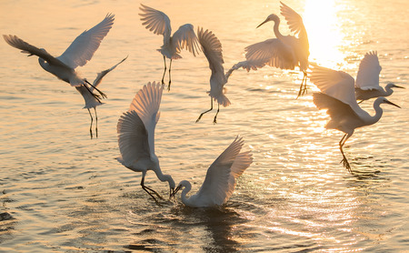 A group of White Egrets spread out for fishingの写真素材