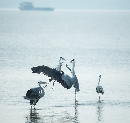 Grey Heron in waterlandの写真素材