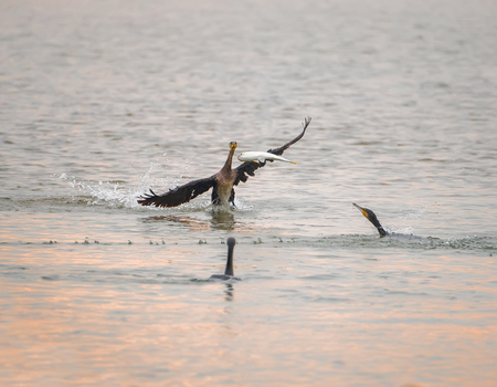 Cormorant Black cormorants with a fishの写真素材