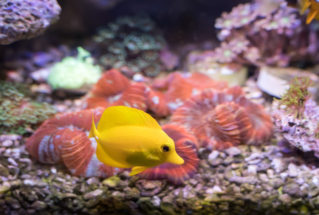 zebrasoma salt water aquarium fish