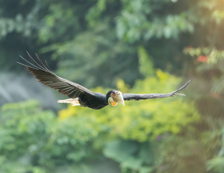 Great hornbills in rainforestの写真素材
