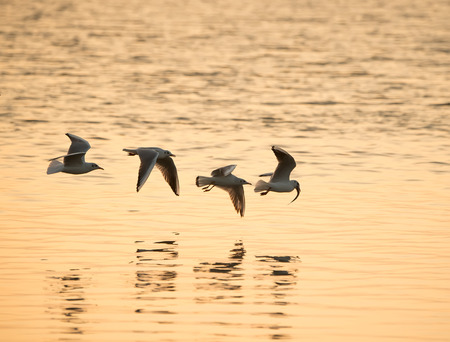 Sunset sky of light with seagulls in the air