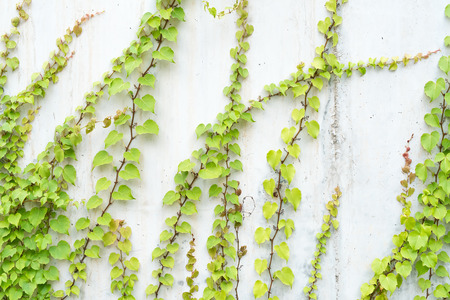 ivy leaves isolated on a white background