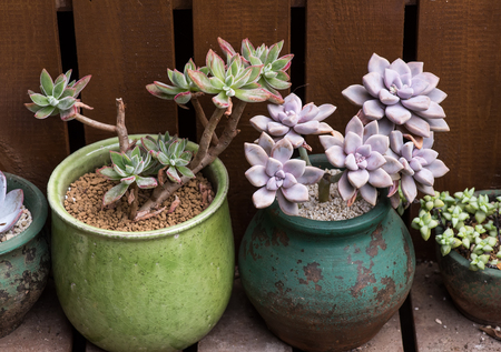 Miniature succulent plants in gardenの写真素材