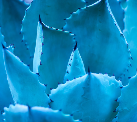 Sharp pointed agave plant leavesの写真素材