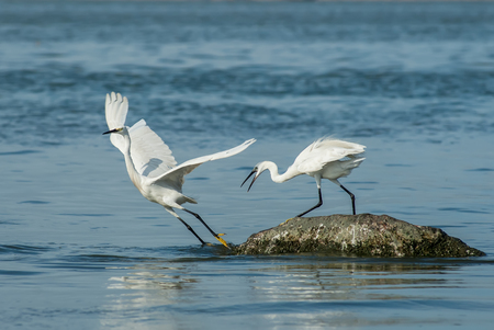 White Egretの写真素材