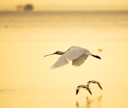 Black-faced Spoonbill in waterlandの写真素材