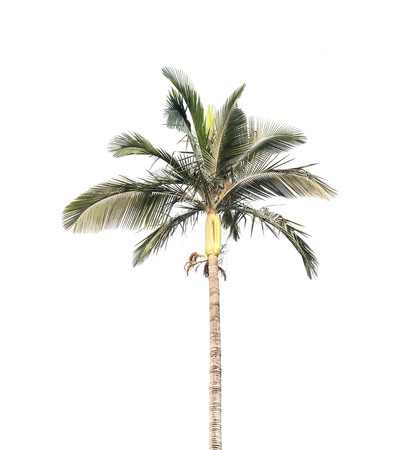 palm tree isolated on white backgroundの写真素材