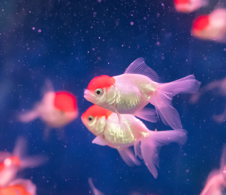 gold fishes over waterの写真素材