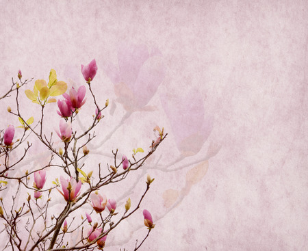 Pink magnolia flowers on old paper backgroundの写真素材