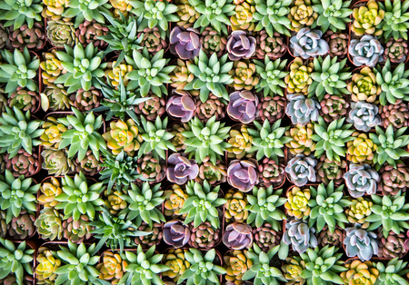 succulent plant in the gardenの写真素材