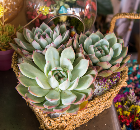 succulent plant in the gardenの写真素材