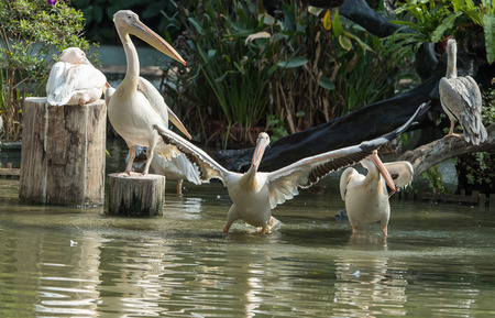 White Pelican in zooの写真素材