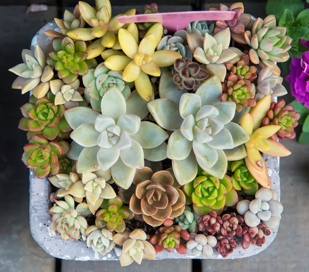 colorful Miniature succulent plantsの写真素材