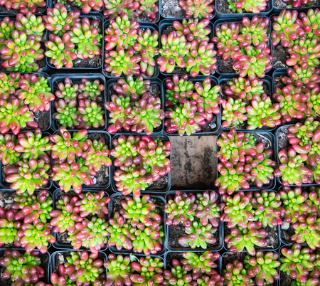 colorful Miniature succulent plantsの写真素材