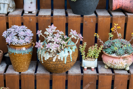 colorful Miniature succulent plantsの写真素材