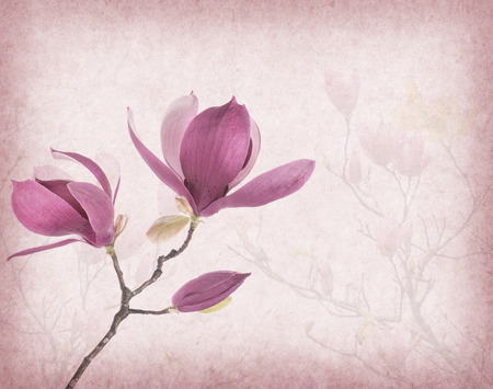Pink magnolia flowers on old paper backgroundの写真素材