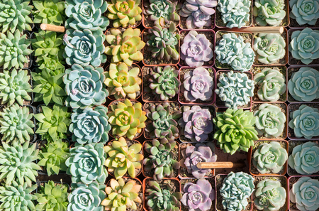 colorful Miniature succulent plantsの写真素材