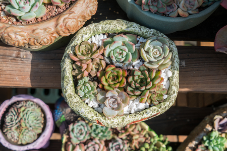 colorful Miniature succulent plantsの写真素材