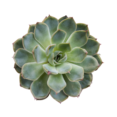 succulent plant isolated on white backgroundの写真素材