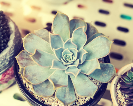 Miniature succulent plants in gardenの写真素材