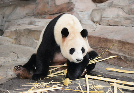 Giant panda bear eating bambooの写真素材