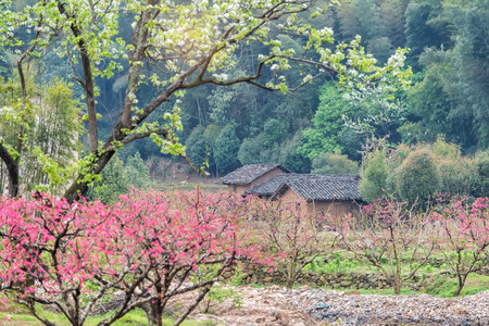  flowers of peach tree and country house on background in spring rain in village of chinaの写真素材