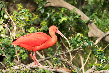 Exotic red-orange bird in the nature. Wildlife. Bright ibis - the national bird of Trinidad and Tobagoの写真素材