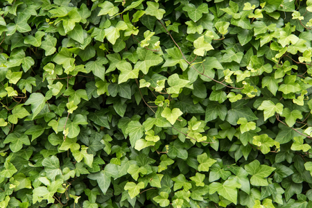 Ivy covered wall. background with green plantの写真素材