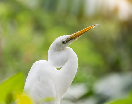 white egretの写真素材