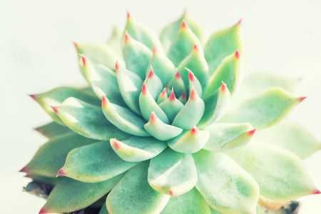 Miniature succulent plants in gardenの写真素材