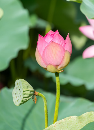 Lotus flower in pondの写真素材