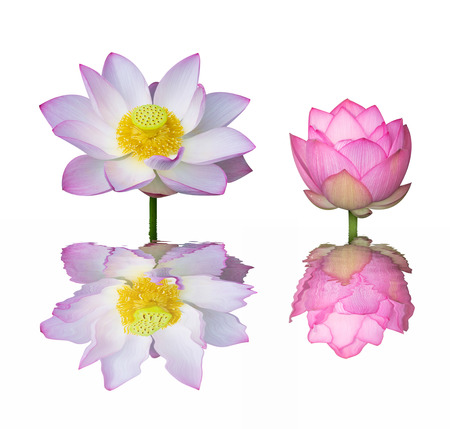 lotus on isolated white background.の写真素材