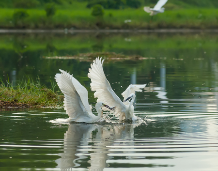 White Egretの写真素材