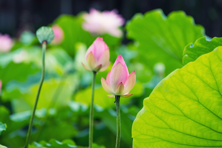 blooming lotus flowerの写真素材