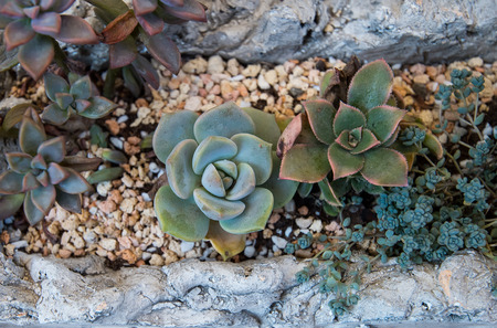 Miniature succulent plants in gardenの写真素材