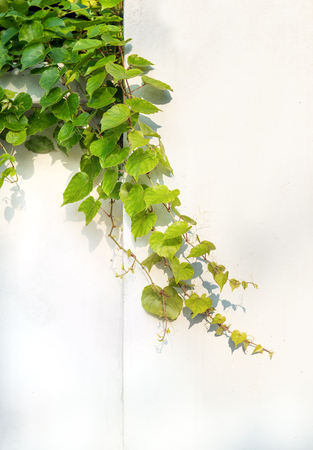 ivy leaves isolated on a white backgroundの写真素材