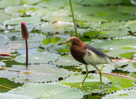 Chinese pond heron (Ardeola bacchus).の写真素材