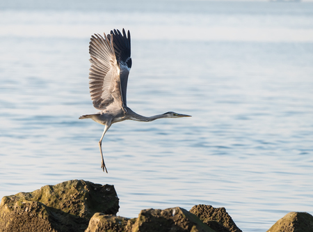 Portrait of natural grey herons